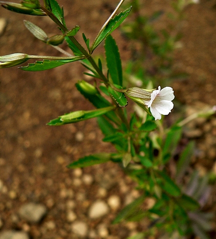 {Mecardonia acuminata}